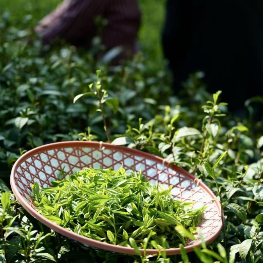 What Is Green Tea?